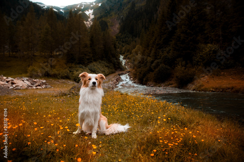 Border Collie in the Mountains near the waterfall