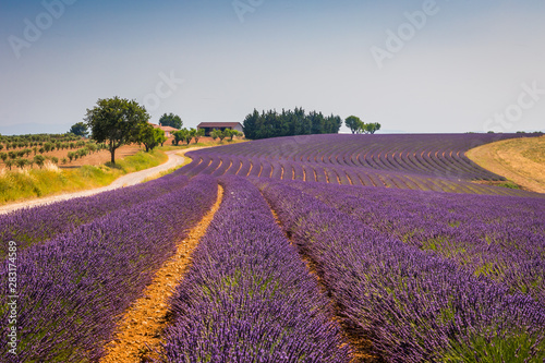 Flowering lavender. Provence  France. Aerial view