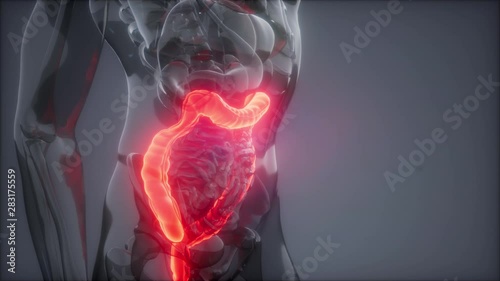 science anatomy scan of human colon glowing photo