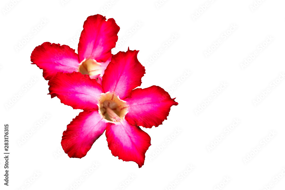 Adenium or desert rose flower is medicinal herbs. Isolated white background, clipping paht. (Impala Lily, Mock Azalea, Pink adenium). Adenium or desert rose flower is medicinal herbs. Isolated white background, clipping paht. (Impala Lily, Mock Azalea, Pink adenium).