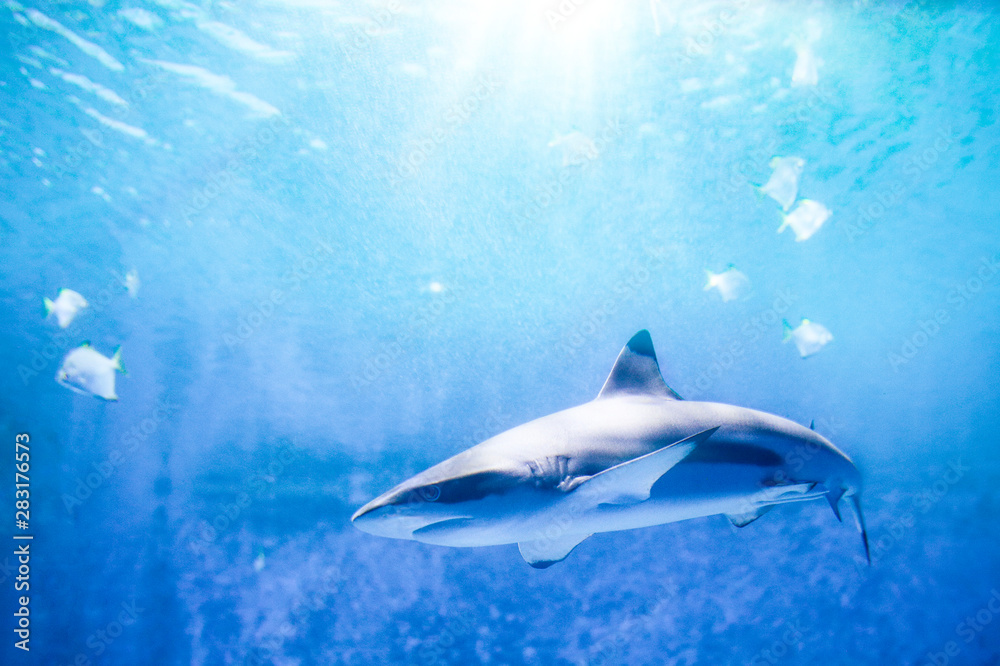 Fototapeta premium Summer background of underwater ocean and free space for your decoration. 