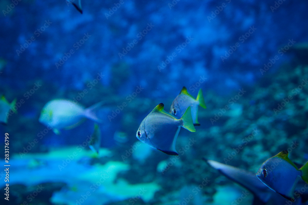 Summer background of underwater ocean and free space for your decoration. Summer background of underwater ocean and free space for your decoration.