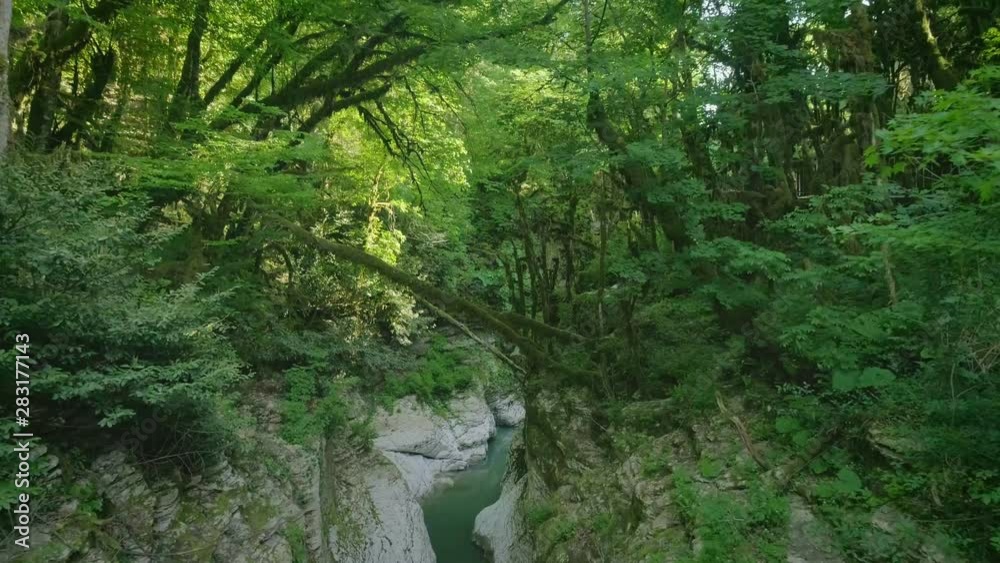 Drone flight over a mountain gorge through thickets of greenery, in which flows a mountain river Drone flight over a mountain gorge through thickets of greenery, in which flows a mountain river