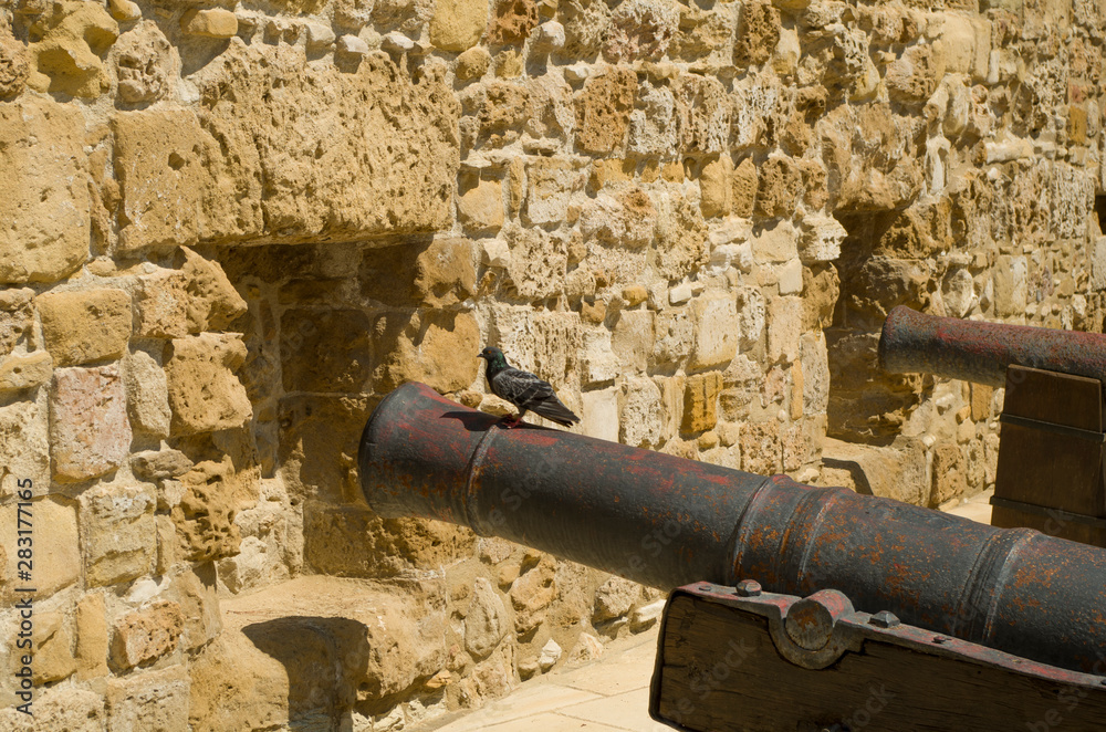 A dove sits on the barrel of a cannon inside an ancient fortification