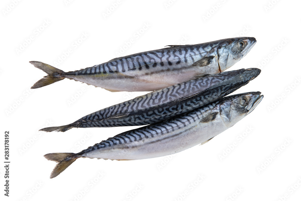 Top view of frozen mackerel isolated on white Top view of frozen mackerel isolated on white