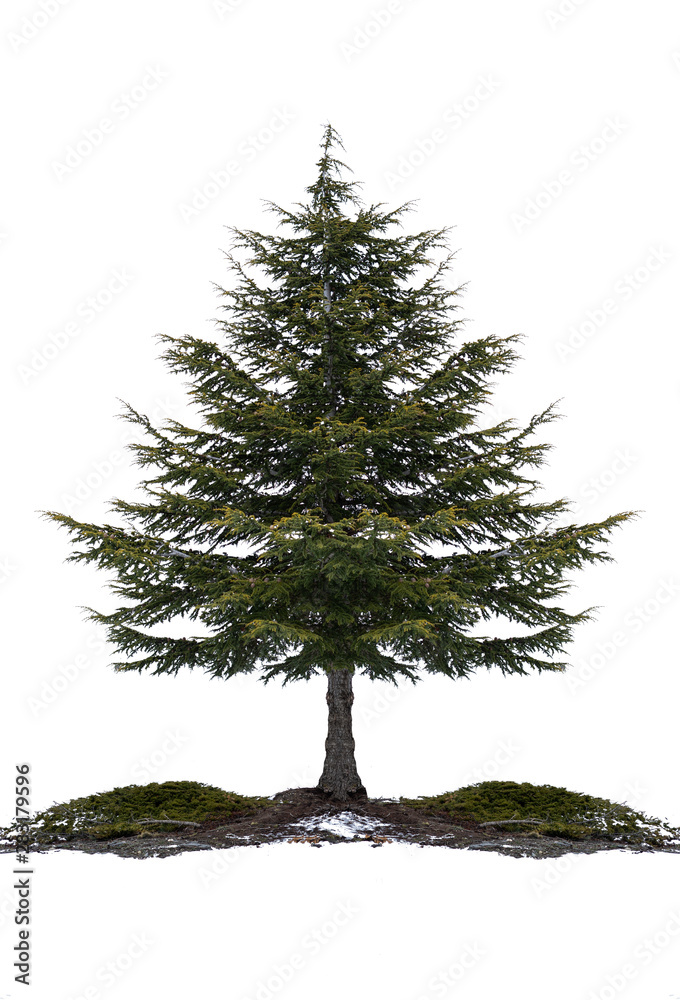 Fir or Pine coniferous tree isolated on white. Natural Christmas tree isolated.