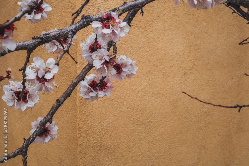 Obraz premium Close-up of cherry blossom flowers