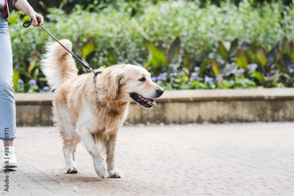 cropped view of girl in casual clothes waking in park with golden retriever cropped view of girl in casual clothes waking in park with golden retriever