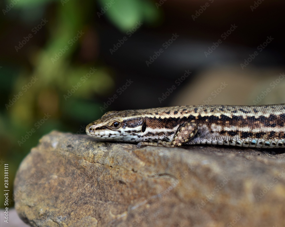 lizard lizard
