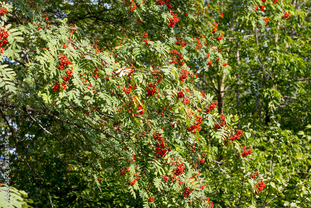 Hanging red bunch of ripe mountain ash. Orange Rowan hanging from the Bush.