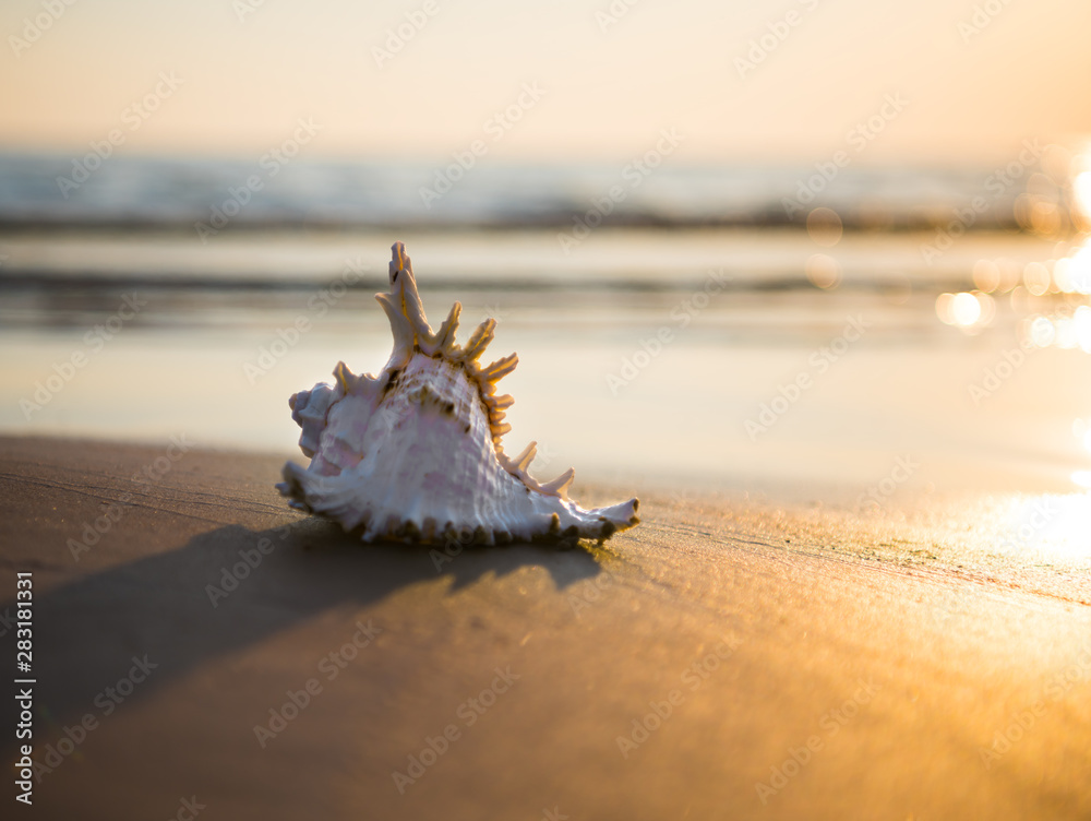 Natural background with seashell on the sandy beach Natural background with seashell on the sandy beach