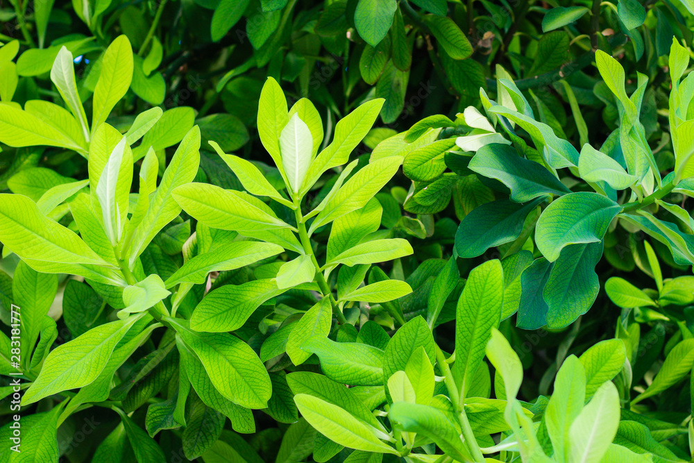 Obraz premium Balchik Botanical Garden near the Sea. Many different explosive plants.Different cactus. Bulgaria.