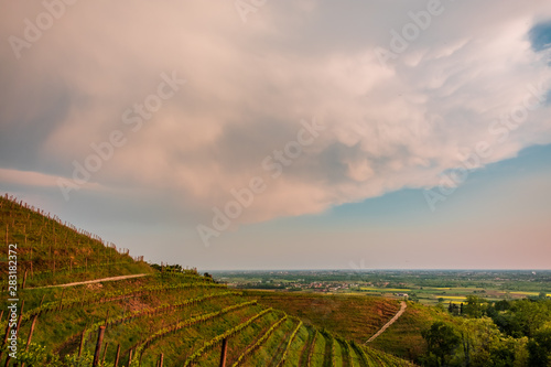 Fototapeta Naklejka Na Ścianę i Meble -  Evening storm in the vineyards