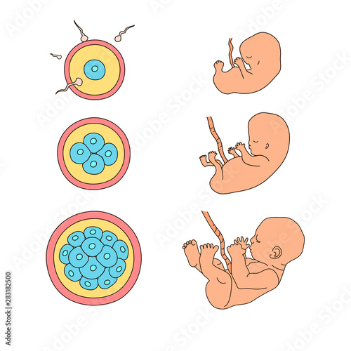 Human anatomy illustration. Pregnancy stages. Embryo development. Child in the womb. Process diagram of baby evolution. Medicine vector infographic in cartoon style. Close up view. Design concept