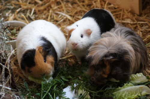 Meerschweinchen im Stroh als Haustier