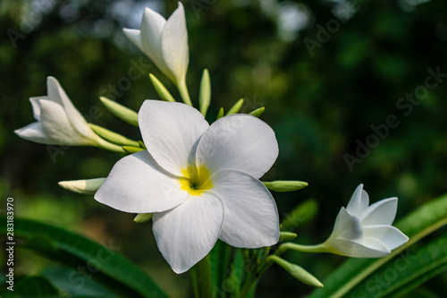 White flower with green background  © Arun