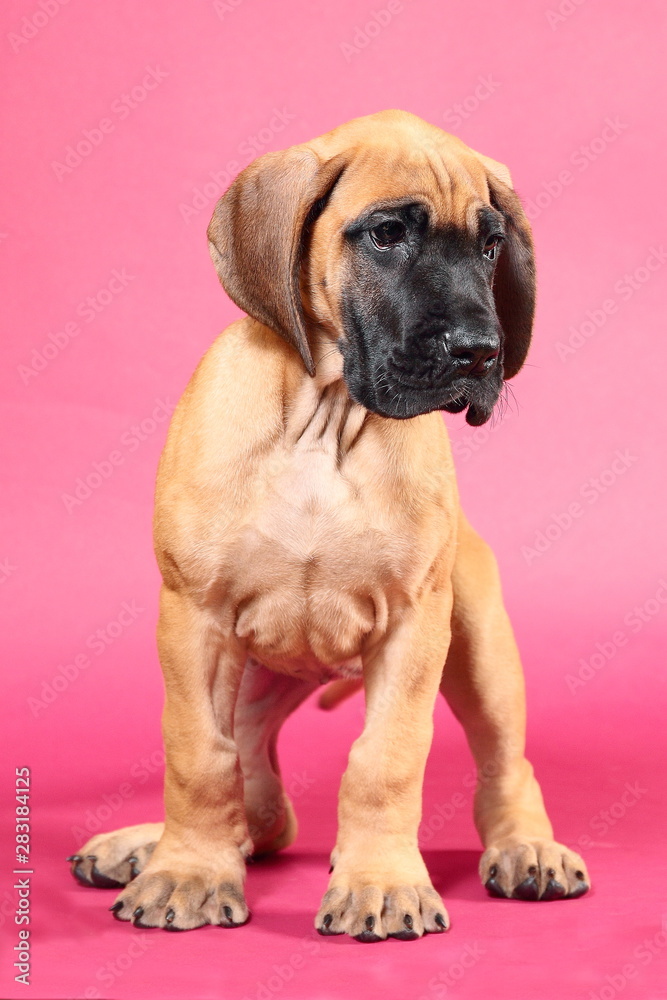 Great Dane puppy Great Dane puppy