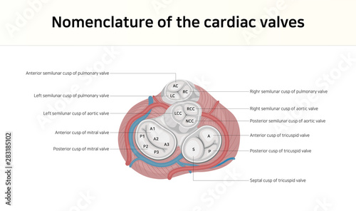 Nomenclature of the cardiac valves