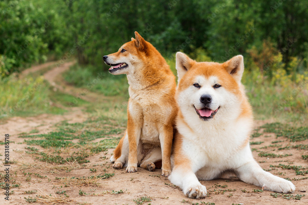 Two Japanese dogs: Akita inu and Shiba inu