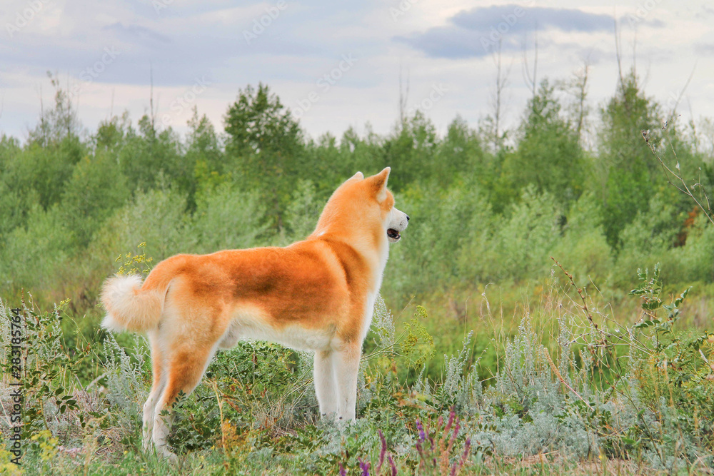 Male purebred Japanese dog Akita inu, walk in the nature Male purebred Japanese dog Akita inu, walk in the nature