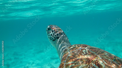 Green sea turtle (Chelonia mydas) © Chris