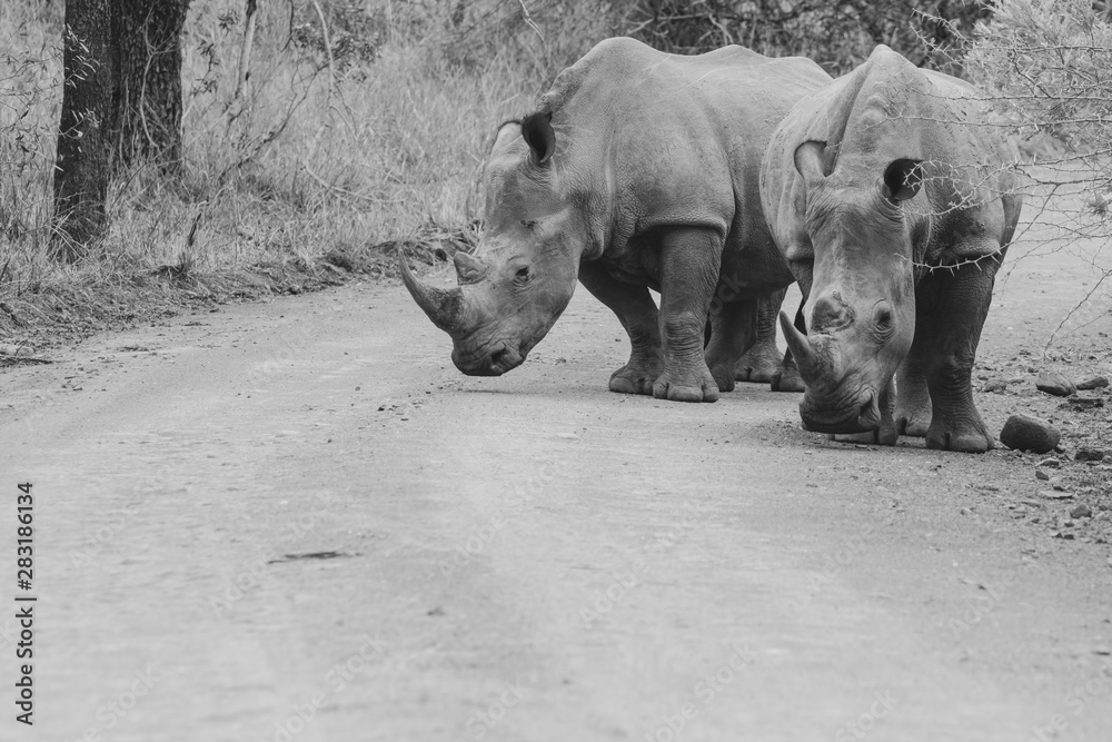 Naklejka premium White Rhinoceros (Ceratotherium simum)