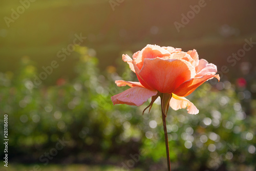 Orange rose with dew drop in the garden