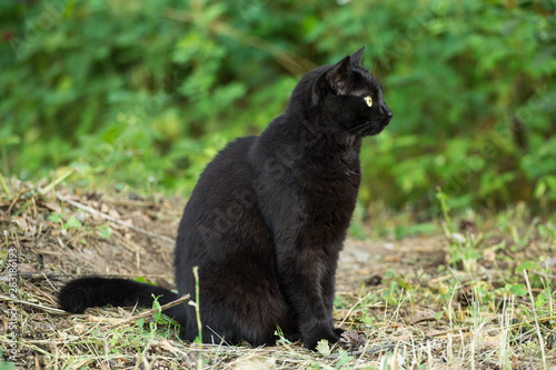 Beautiful bombay black cat in profile with yellow eyes and attentive look in green grass in nature © Viktor Iden