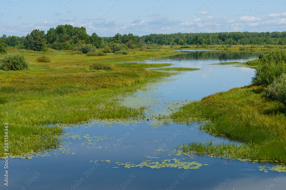 river overgrown with sedge and water lilies, among flood meadows and forests river overgrown with sedge and water lilies, among flood meadows and forests