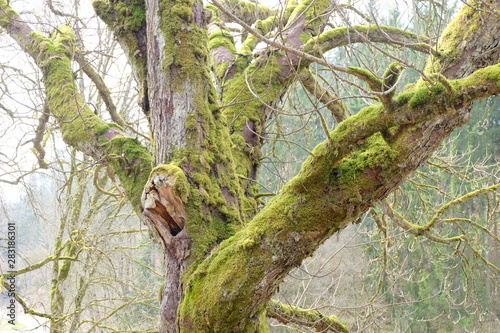Fairytail Tree