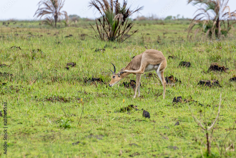 Naklejka premium Lechwe (Kobus leche), taken in South Africa