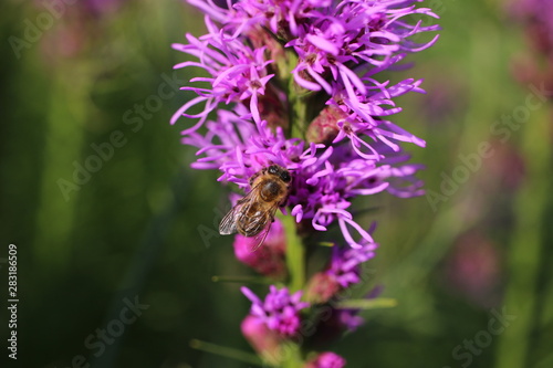 bee  bee eat  flower  blossom