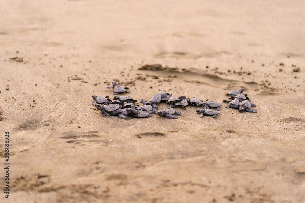 Obraz premium Olive Ridley Sea Turtle (Lepidochelys olivacea) in Mexico, being released as part of conservation project