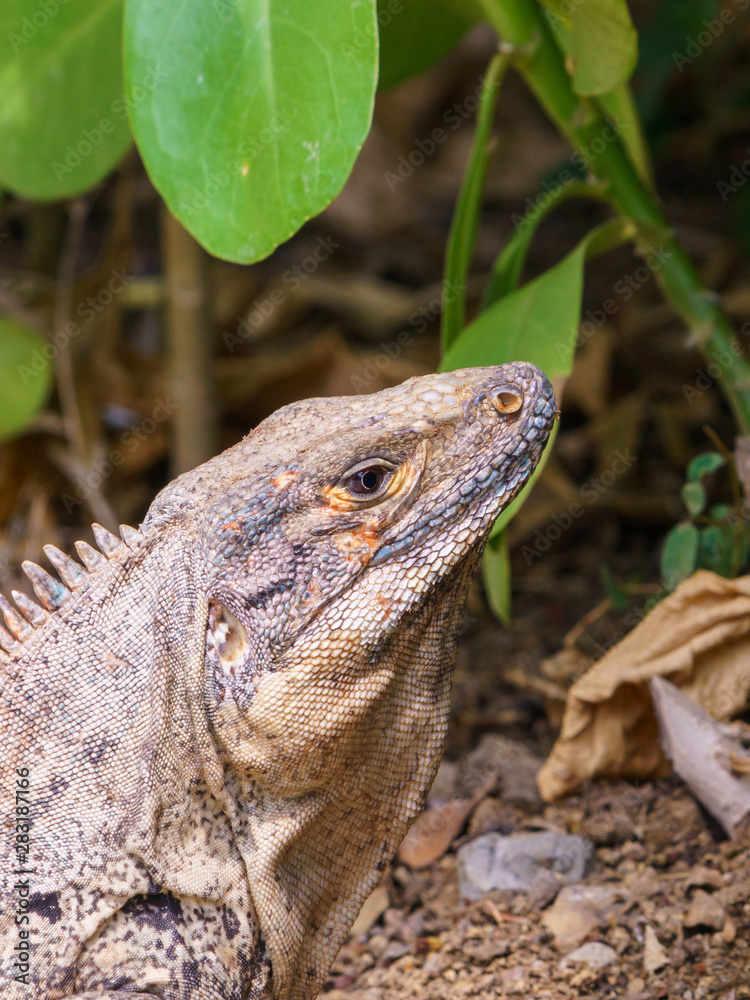 Black Spiny Tailed Iguana (Ctenosaura similis), taken in Costa Rica Black Spiny Tailed Iguana (Ctenosaura similis), taken in Costa Rica