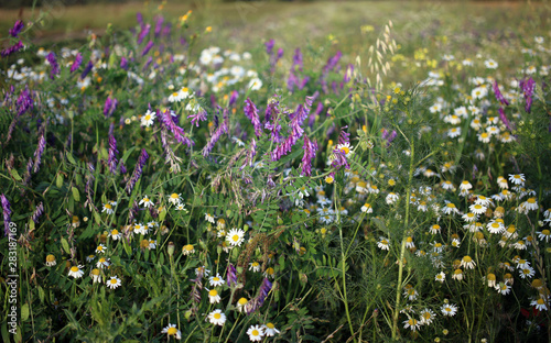 łąka, kwiaty polne, field flowers