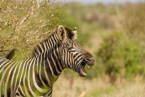 Zebra  Equus quagga   taken in South Africa