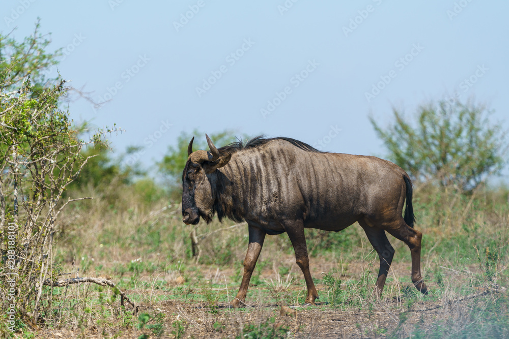 Blue wildebeest (Connochaetes taurinus) in South Africa Blue wildebeest (Connochaetes taurinus) in South Africa