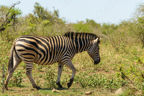 Zebra  Equus quagga   taken in South Africa