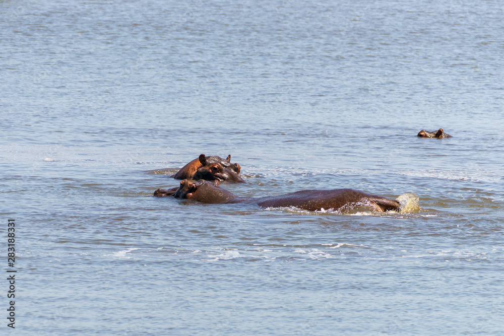 Hippopotamus (Hippopotamus amphibius) in South Africa Hippopotamus (Hippopotamus amphibius) in South Africa