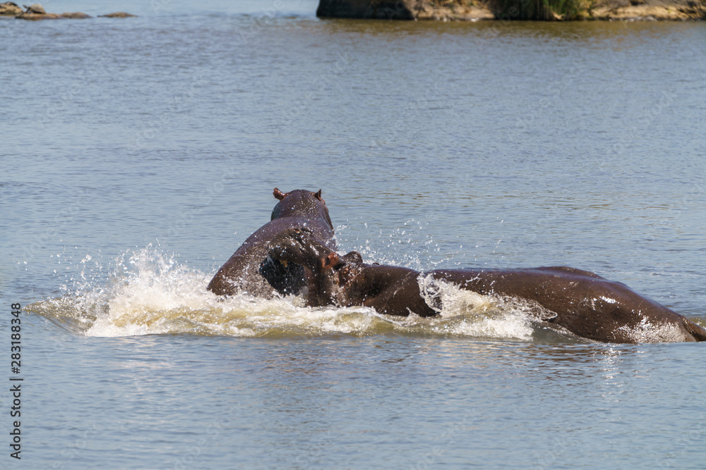 Hippopotamus (Hippopotamus amphibius) fighting in South Africa Hippopotamus (Hippopotamus amphibius) fighting in South Africa