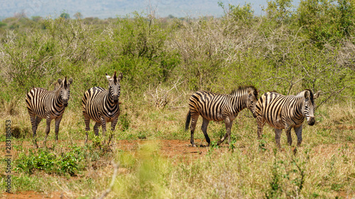 Zebra  Equus quagga   taken in South Africa