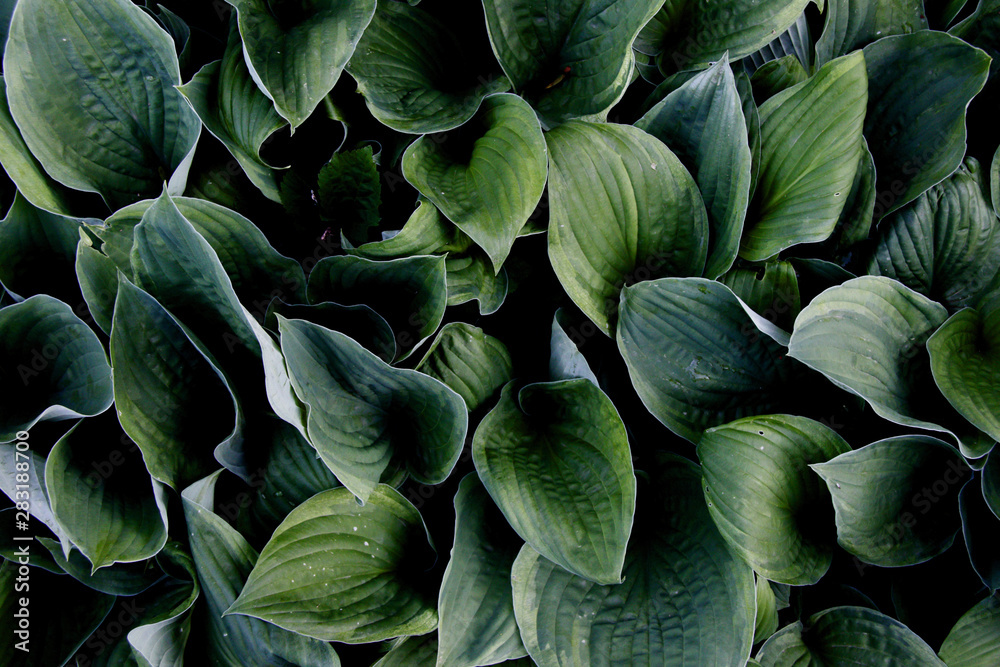 Fototapeta premium fresh green leafs background close up