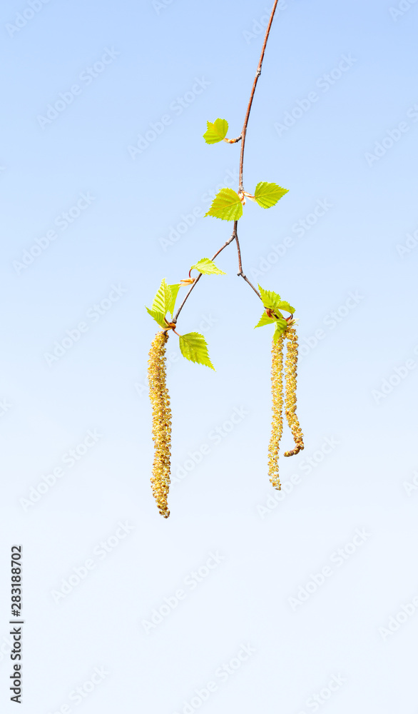 Naklejka premium Birch catkins in spring