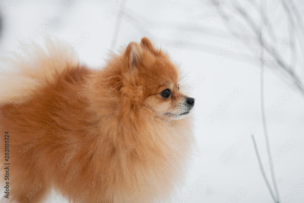 Small dog breed Pomeranian Spitz posing and watching the beautiful winter forest. portrait view Pomeranian on white snow. Winter puppy. Cute little spitz. adorable red/orange Pom Small dog breed Pomeranian Spitz posing and watching the beautiful winter forest. portrait view Pomeranian on white snow. Winter puppy. Cute little spitz. adorable red/orange Pom