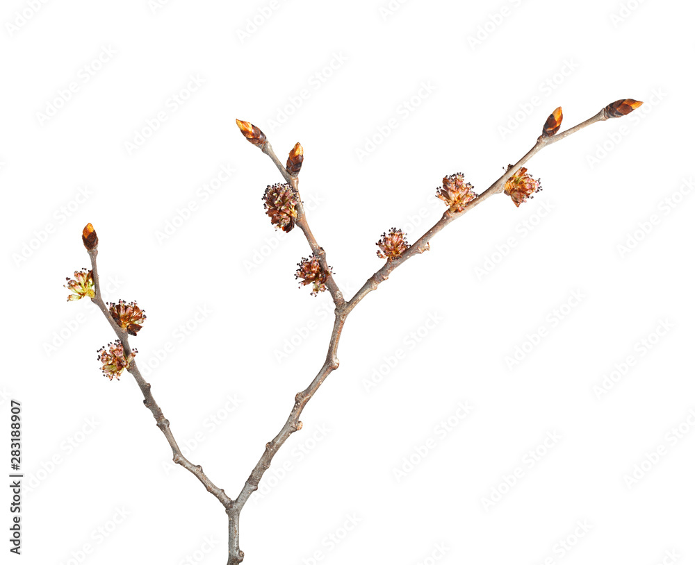 Buds and flowers on elm tree