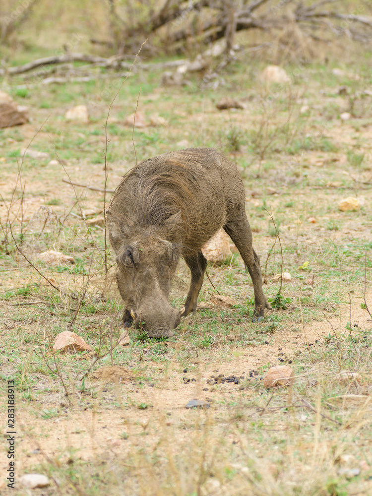 Fototapeta premium Warthog (Phacochoerus africanus), taken in South Africa