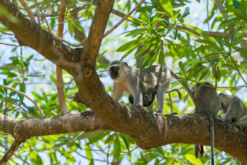 Vervet Monkey (Chlorocebus aethiops), taken in South Africa