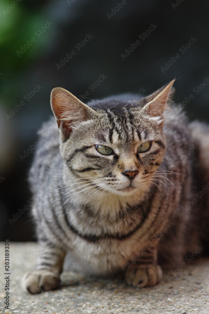 寄り目の猫 寄り目の猫