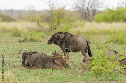 Blue wildebeest (Connochaetes taurinus) in South Africa © Chris