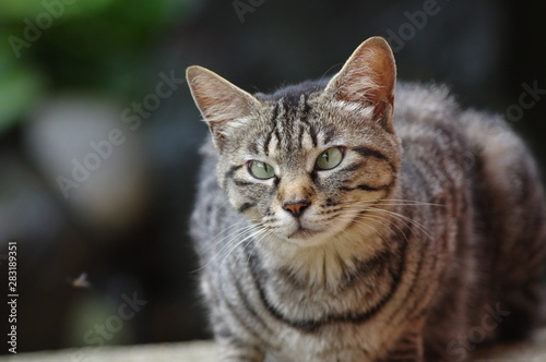寄り目の猫